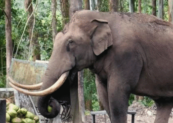 അരിയും പുല്ലും കഴിച്ച് ജനവാസമേഖലയില്‍ പടയപ്പ, ആശങ്കയില്‍ തൊഴിലാളികള്‍