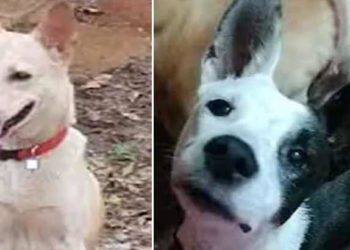 വീട്ടുകാരുടെ ജീവൻ രക്ഷിക്കാൻ മൂർഖനെ കടിച്ച് രണ്ടു കഷ്ണമാക്കി; വിഷമേറ്റ് ജീവൻ വെടിഞ്ഞ് ഗുണ്ടുവും ഓറിയോയും; കഴക്കൂട്ടത്തെ വളർത്തു നായ്ക്കളുടെ സ്നേഹക്കഥ