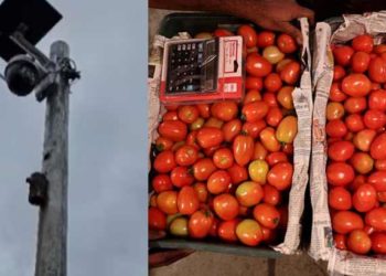 റോക്കറ്റ് പോലെ കുതിച്ച് തക്കാളി വില; മോഷണശല്യവും രൂക്ഷം; ഒടുവിൽ പതിനായിരങ്ങൾ മുടക്കി സിസിടിവി സ്ഥാപിച്ച് കർഷകൻ