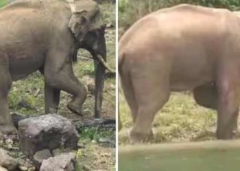 അരികൊമ്പന് മദപ്പാട്; ഓടിച്ചിട്ടും കാട് കയറാതെ മാഞ്ചോലയിലെ എസ്റ്റേറ്റിൽ തുടരുന്നു, ആകാശത്തേക്ക് വെടിയുതിർത്ത് വനം വകകുപ്പ്; ഭയന്ന് നാട്ടുകാർ