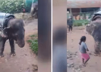 ഈ ക്രൂരക അനുവദിക്കാനാവില്ല; ആനയെ പണി എടുപ്പിക്കുന്നതിനൊപ്പം പട്ടിണിക്കിട്ട് മര്‍ദ്ദിച്ചു, മൂന്നാറിലെ ആന സവാരി കേന്ദ്രത്തിനെതിരെ പരാതിയുമായി മൃഗസ്‌നേഹികള്‍