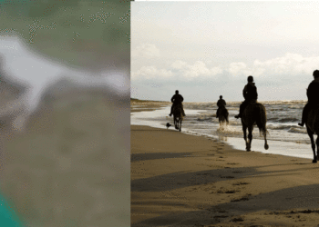 കുതിരയ്ക്ക് പേവിഷബാധ സ്ഥിരീകരിച്ചു, കാപ്പാട് ബീച്ചില്‍ കുതിര സവാരി നടത്തിയവര്‍ക്ക് ജാഗ്രത നിര്‍ദേശം