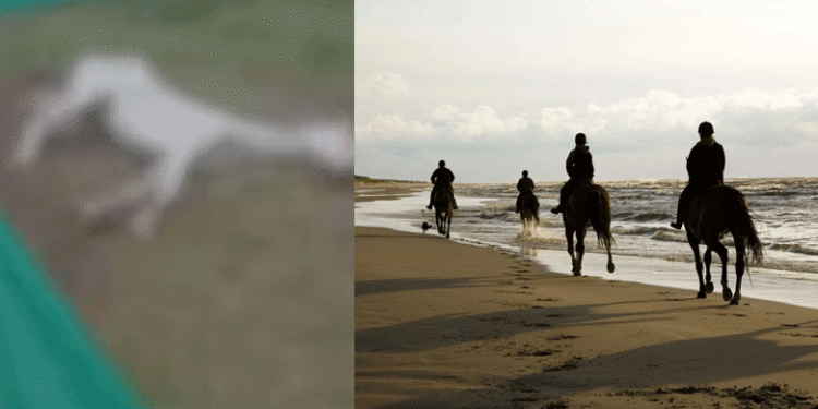 കുതിരയ്ക്ക് പേവിഷബാധ സ്ഥിരീകരിച്ചു, കാപ്പാട് ബീച്ചില്‍ കുതിര സവാരി നടത്തിയവര്‍ക്ക് ജാഗ്രത നിര്‍ദേശം