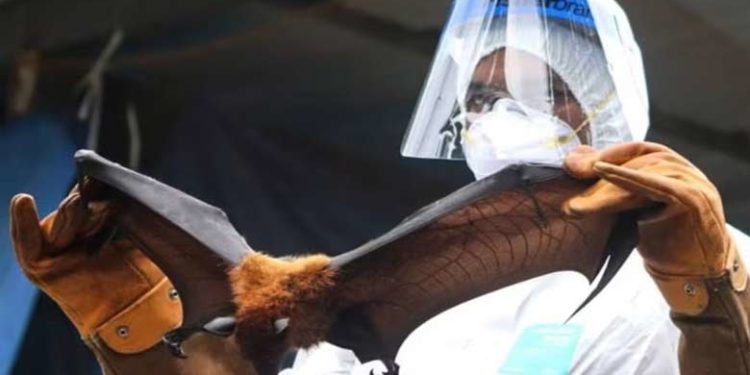 നിപ ബാധിത പ്രദേശങ്ങളില് പഠനം നടത്തും, കേന്ദ്ര മൃഗസംരക്ഷണ വകുപ്പിന്റെ വിദഗ്ധ സംഘം ഇന്ന് കോഴിക്കോടേക്ക്