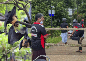 നിപ മുന്‍കരുതല്‍; വയനാട് ജില്ലയിലും നിയന്ത്രണം, പഴശ്ശി പാര്‍ക്കിലേയ്ക്കുള്ള സഞ്ചാരികളുടെ പ്രവേശനം വിലക്കി