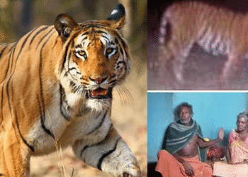 നായയ്ക്ക് പിറകെ വീടിനുള്ളിലേക്ക് കുതിച്ചെത്തി കടുവ! ആക്രമണത്തില് നിന്ന് വീട്ടുകാര് രക്ഷപ്പെട്ടത് തലനാരിഴയ്ക്ക്, സംഭവം വയനാട്ടില്