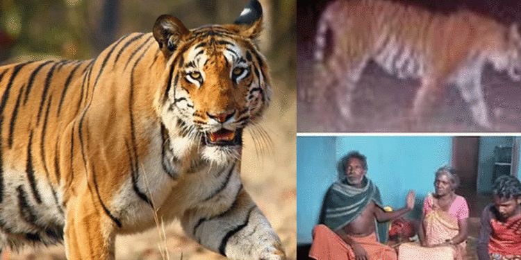 നായയ്ക്ക് പിറകെ വീടിനുള്ളിലേക്ക് കുതിച്ചെത്തി കടുവ! ആക്രമണത്തില്‍ നിന്ന് വീട്ടുകാര്‍ രക്ഷപ്പെട്ടത് തലനാരിഴയ്ക്ക്, സംഭവം വയനാട്ടില്‍