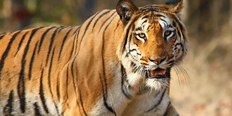 ഒന്നരമാസമായി പനവല്ലിയെ വിറപ്പിച്ച കടുവയെ മയക്കുവെടി വയ്ക്കാന് ഉത്തരവ്