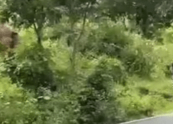 കാട്ടാനകളോട് കളി വേണ്ട! മുതുമലയില്‍ കാട്ടാനയെ ശല്യം ചെയ്ത രണ്ട് യുവാക്കള്‍ക്ക് പിഴ ചുമത്തി