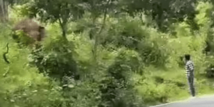 കാട്ടാനകളോട് കളി വേണ്ട! മുതുമലയില്‍ കാട്ടാനയെ ശല്യം ചെയ്ത രണ്ട് യുവാക്കള്‍ക്ക് പിഴ ചുമത്തി