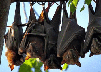 വയനാട്ടിലെ വവ്വാലുകളില്‍ നിപ വൈറസ് സാന്നിധ്യം; ആശങ്ക വേണ്ടെന്ന് ജില്ലാ ഭരണകൂടം