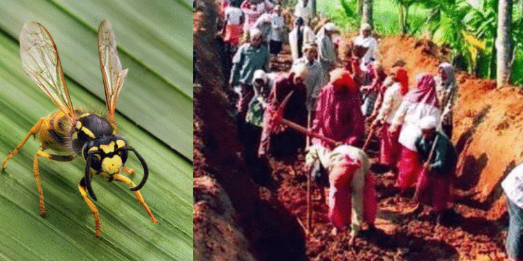 തിരുവനന്തപുരത്ത് തൊഴിലുറപ്പ് പണിക്കിടെ 7 പേര്‍ക്ക് കടന്നലിന്റെ കുത്തേറ്റു, ഒരാള്‍ മരിച്ചു