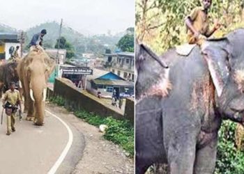 കുങ്കിയാനയാണെന്ന് മറന്ന് ഓടിക്കാന്‍ വന്ന കാട്ടാനകള്‍ക്കൊപ്പം കറങ്ങാന്‍ പോയി ‘ശ്രീനിവാസന്‍’; ഒടുവില്‍ തിരികെ കൊണ്ട് വന്നപ്പോള്‍ തേടിയെത്തി കാട്ടാനകള്‍; സൗഹൃദകഥ ഇങ്ങനെ