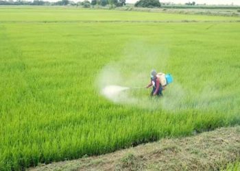 നെല്‍കൃഷിക്ക് കീടനാശിനി തളിക്കുന്നതിനിടെ കുഴഞ്ഞുവീണു; യുവകര്‍ഷകന്‍ മരിച്ചു; രണ്ടുപേര്‍ ഗുരുതരാവസ്ഥയില്‍