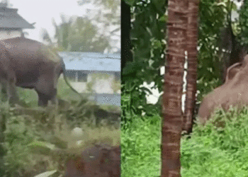 കണ്ണൂര്‍ ഉളിക്കല്‍ ജനവാസ മേഖലയില്‍ കാട്ടാന ഇറങ്ങി, ജാഗ്രതാ നിര്‍ദേശവുമായി അധികൃതര്‍, സ്‌കൂളുകള്‍ക്ക് അവധി പ്രഖ്യാപിച്ചു