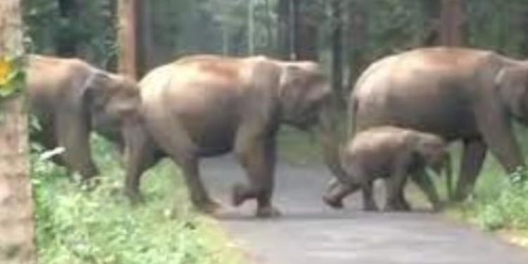 കാട്ടാനക്കൂട്ടത്തെ പ്രകോപിപ്പിച്ചു: സഞ്ചാരികള്ക്കെതിരെ കേസ്