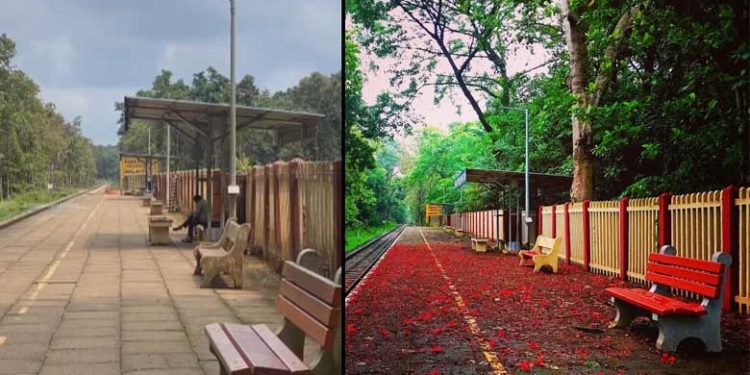 ഗുല്മോഹര് വീണു ചുവന്ന പാതയും പച്ചപ്പ് നിറഞ്ഞകാഴ്ചകളും ഇനിയില്ല; ഷൊര്ണൂര്-നിലമ്പൂര് പാതയിലെ 5000 മരങ്ങള് വെട്ടും, പകരം മരംനടല് ഇല്ല