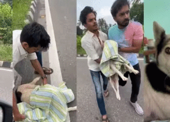 റോഡരികില്‍ വണ്ടി ഇടിച്ചു പരിക്ക് പറ്റി തെരുവുനായ, കാര്‍ നിര്‍ത്തി ആശുപത്രിയിലെത്തിച്ച് യുവാക്കള്‍! മാതൃക