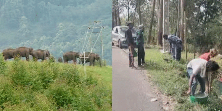 വനംവകുപ്പിന്റെ അവഗണന, വന്യമൃഗശല്യം രൂക്ഷമായതോടെ പിരിവിട്ട് വൈദ്യുതി വേലിയൊരുക്കി നാട്ടുകാര്‍