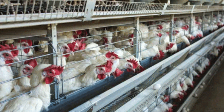 ചൈനയില് അപൂര്വ്വമായ പക്ഷിപ്പനി ബാധിച്ച് യുവതി മരിച്ചു; ആശങ്ക