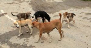 stray dog attack | bignewslive