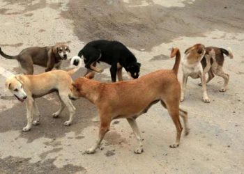 stray dog attack | bignewslive