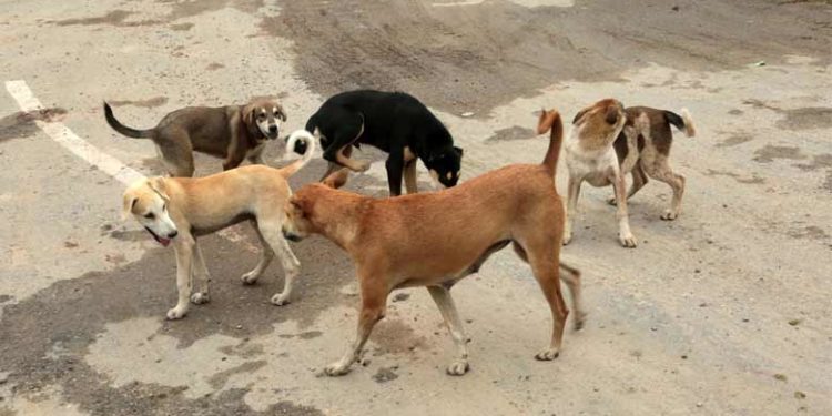 stray dog attack | bignewslive