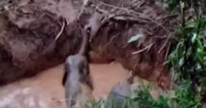 elephant | bignewslive