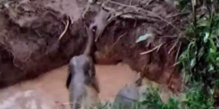 elephant | bignewslive