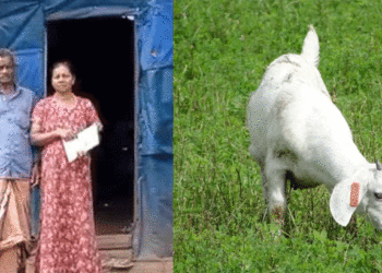 കൊല്ലത്ത് തീറ്റ മേഞ്ഞ് നിന്ന 3 ആടിനെ കാറിലെത്തിയ സംഘം മോഷ്ടിച്ചു, പോലീസ് അന്വേഷണം ആരംഭിച്ചു