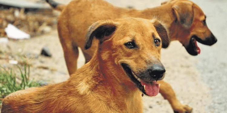 കോഴിക്കോട് പത്താം ക്ലാസ് വിദ്യാര്‍ഥിനിക്ക് തെരുവ് നായയുടെ കടിയേറ്റു