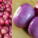 indian onion| bignewslive
