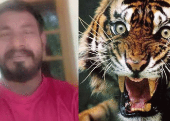 നരഭോജി കടുവയെ ആവശ്യമെങ്കിൽ വെടിവച്ച് കൊല്ലാൻ ഉത്തരവ്