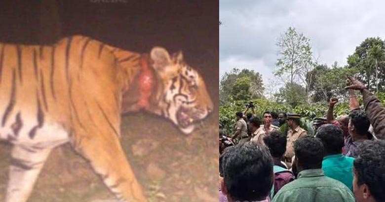 കർഷകനെ കൊലപ്പെടുത്തി പത്താംനാൾ വയനാട്ടിലെ നരഭോജി കടുവ കെണിയിൽ; വെടിവെച്ച് കൊല്ലണമെന്ന് ആവശ്യപ്പെട്ട് നാട്ടുകാർ; കനത്ത പ്രതിഷേധം