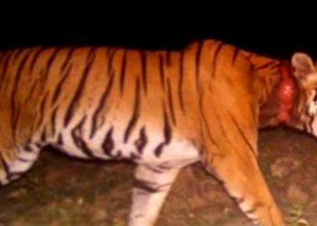 കാൽപാടുകളും സൂചനയും മാത്രം കൺമുന്നിൽ; നരഭോജി കടുവയെ പിടികൂടാനാകാതെ വനംവകുപ്പ്; കൂടുതൽ കൂട് സ്ഥാപിച്ച് കാത്തിരിപ്പ്