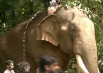 elephant| bignewslive