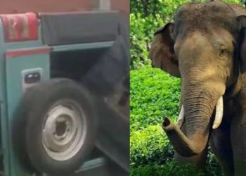 elephant|bignewslive