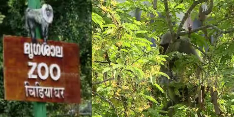 തിരുവനന്തപുരം മൃഗശാലയിൽ നിന്നും ചാടിപ്പോയ മൂന്നാമത്തെ ഹനുമാൻ കുരങ്ങും പിടിയിൽ