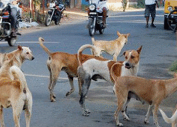 ഉള്ള്യേരിയില് തെരുവ് നായ്ക്കളുടെ കൂട്ട ആക്രമണം, 12 പേര്ക്ക് കടിയേറ്റു