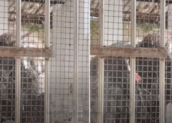 തൂത്തുക്കുടിയില്‍ ക്ഷേത്രത്തിലെ ആന രണ്ട് പേരെ ചവിട്ടിക്കൊന്നു, ദാരുണം