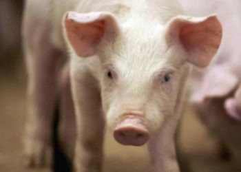 സംസ്ഥാനത്ത്  വീണ്ടും ആഫ്രിക്കന്‍ പന്നിപ്പനി, അതീവജാഗ്രതയില്‍ പ്രദേശം