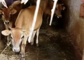 മദ്യപിച്ച് ലക്കുകെട്ട യുവാവ് 3 പശുക്കളുടെ അകിട് അറുത്തുമാറ്റി, അറസ്റ്റ്