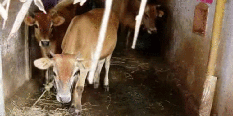മദ്യപിച്ച് ലക്കുകെട്ട യുവാവ് 3 പശുക്കളുടെ അകിട് അറുത്തുമാറ്റി, അറസ്റ്റ്