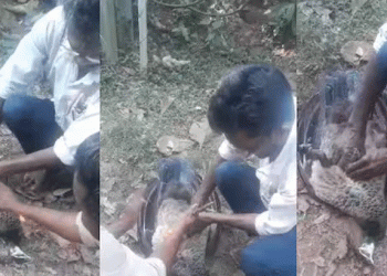 വടകരയിൽ ട്രാൻസ്ഫോർമറിൽ നിന്ന് ഷോക്കേറ്റ്  മയിൽ ചത്തു
