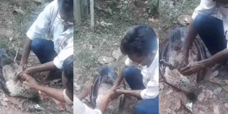 വടകരയിൽ ട്രാൻസ്ഫോർമറിൽ നിന്ന് ഷോക്കേറ്റ്  മയിൽ ചത്തു