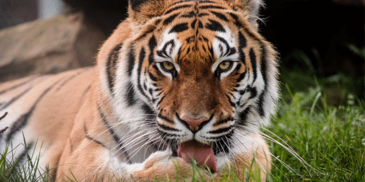 വീണ്ടും കടുവ പേടിയില് വയനാട്, വളര്ത്തുമൃഗത്തെ കൊന്നു, പ്രദേശത്ത് സ്കൂളുകള്ക്ക് അവധി പ്രഖ്യാപിച്ചു