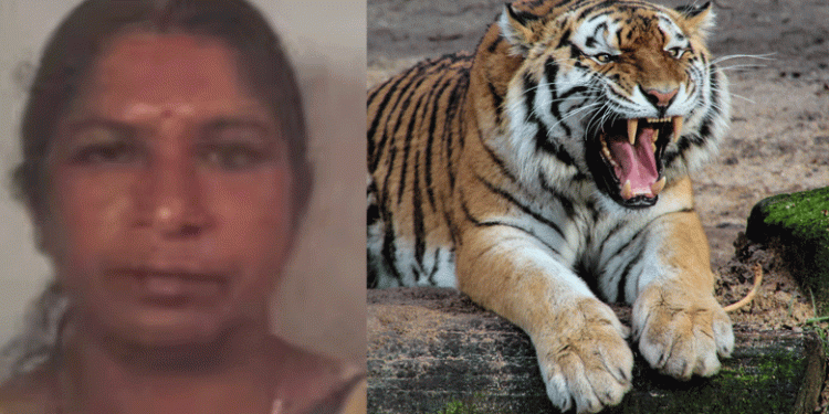 വയനാട്ടില്‍ നരഭോജി കടുവയെ വെടിവെച്ച് കൊല്ലാന്‍ ഉത്തരവ്; പ്രതിഷേധം കനക്കുന്നു