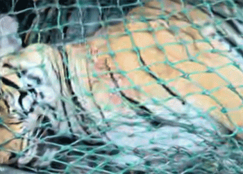 പഞ്ചാരക്കൊല്ലിയില്‍ കടുവയെ ചത്തനിലയില്‍ കണ്ടെത്തി