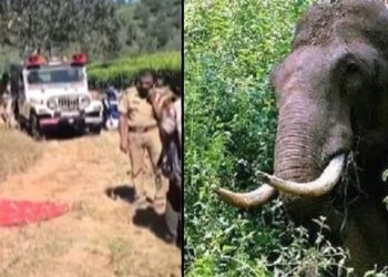 വീണ്ടും കാട്ടാനയുടെ ആക്രമണം, വയനാട്ടിൽ 27കാരന് ദാരുണാന്ത്യം