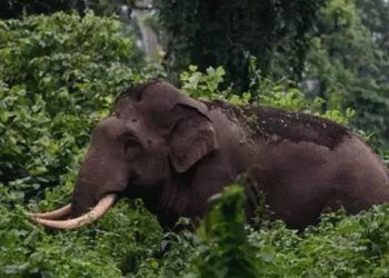 ആറളം ഫാമിൽ കാട്ടാന ആക്രമണത്തിൽ  ദമ്പതികൾക്ക് ദാരുണാന്ത്യം